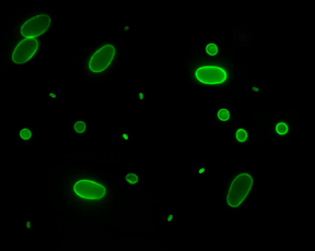 flowcytometry_finalmodRH_000