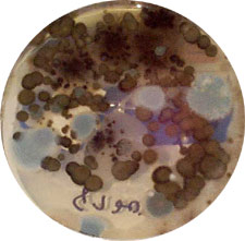 Mold_Plate