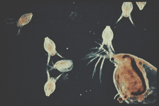 daphnia_y