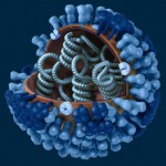 flu_virus_illustration_CDC