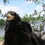 An eaglet in its nest. Photo from Wisconsin Department of Natural Resources.