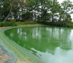 blue-green-algae-bloom