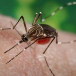 Aedes-aegypti-mosquito_CDC-Public-Health-Image-Library_WEB