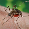 Aedes aegypti mosquito_CDC Public Health Image Library_exranet home