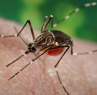 Aedes aegypti mosquito_CDC Public Health Image Library_exranet home