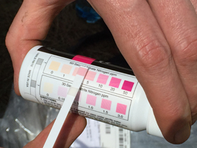 Dr. Pat Gorski holds a test strip that tests for both nitrate and nitrite. The test strips are a quick and easy way to test on-site without other analytical equipment. The strip shows 5 ppm nitrate, which is below the EPA limit of 10 ppm – so the water is fine in regard to nitrate.