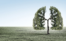 shutterstock_243426319_lung-trees_web