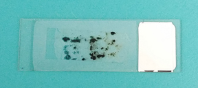 tape lift sample with mold on a glass slide